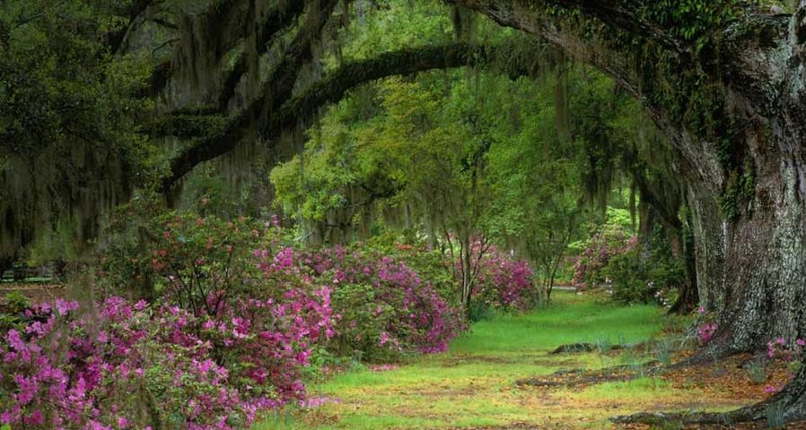 Stately live oaks in Magnolia Plantation and Gardens, Charleston, S.C.