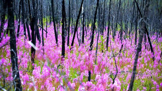 Fireweed, or rosebay willowherb epilobium angustifolium after a forest fire, Yukon