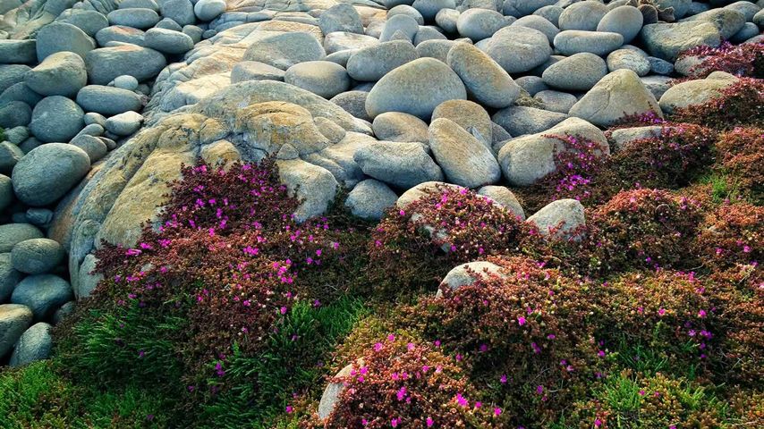 Wildflowers and stones at Egg Beach on Flinders Island, Tasmania