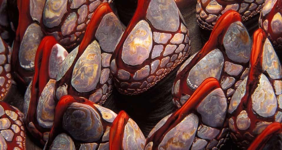 Gooseneck barnacles, British Columbia, Canada
