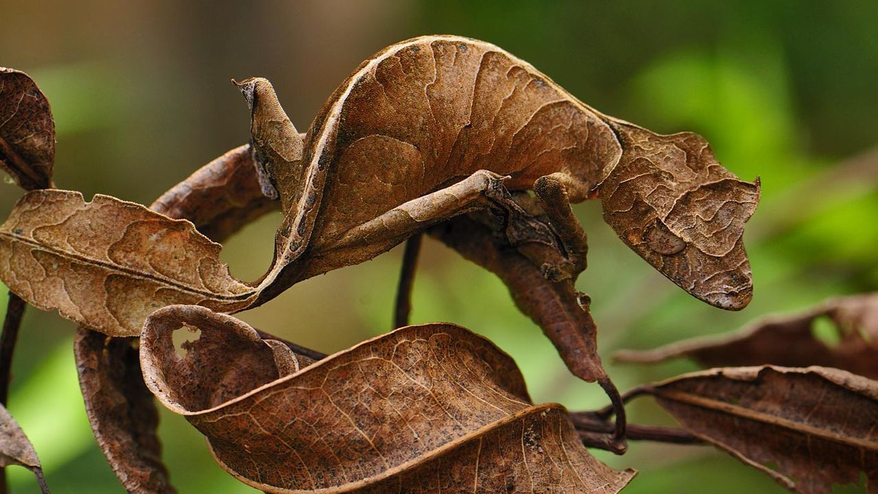 Fantastic leaf-tail gecko in Andasibe-Mantadia National Park, Madagascar 