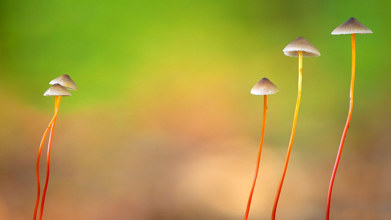 Saffrondrop bonnet mushrooms in Meerdaal, Belgium 