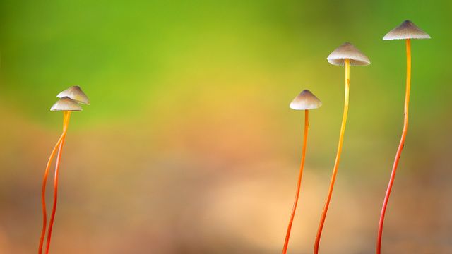 Saffrondrop bonnet mushrooms in Meerdaal, Belgium