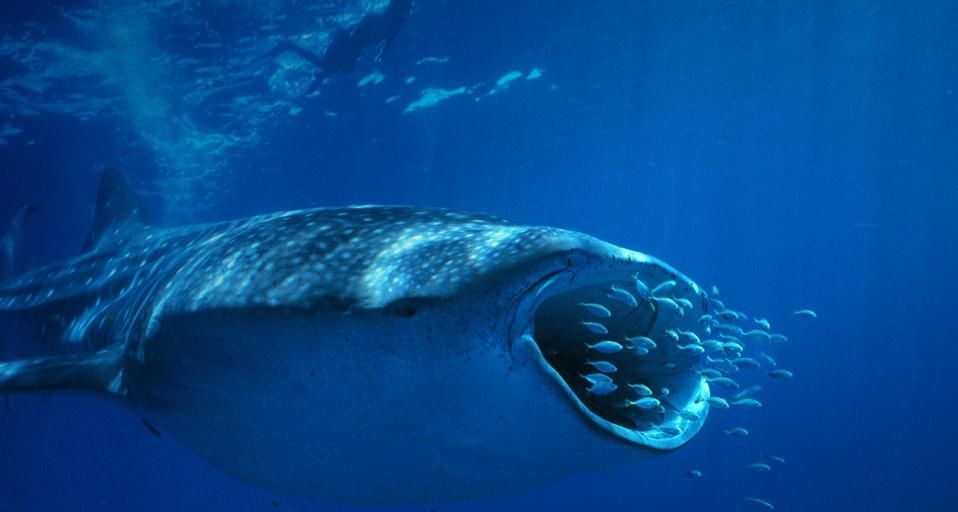 Whale shark (Rhincodon typus) near Ningalo Reef, Indian Ocean, Australia