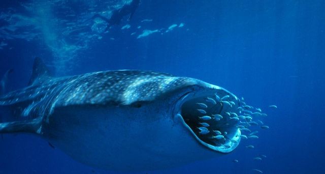 Whale shark (Rhincodon typus) near Ningalo Reef, Indian Ocean, Australia