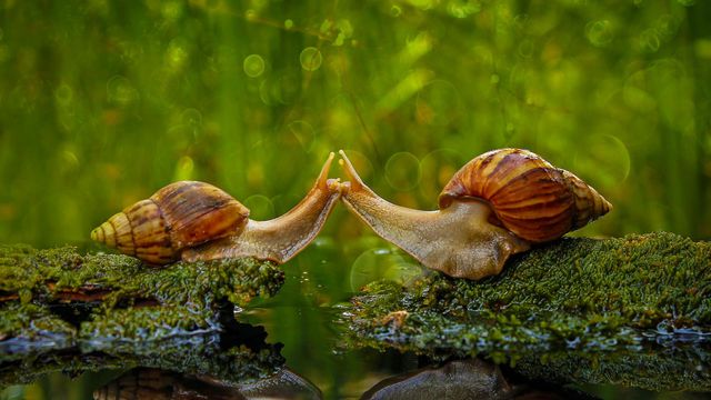 Snails ‘kissing’ in Sambas Regency, Indonesia