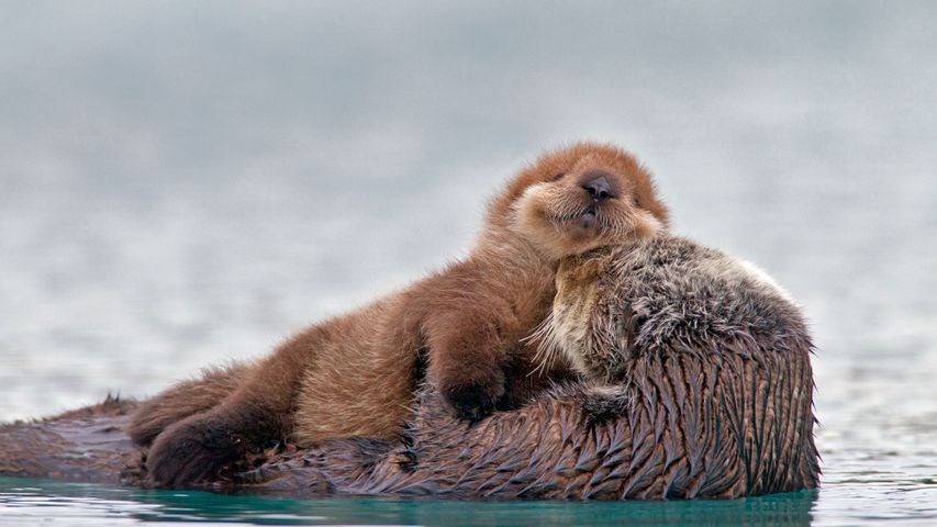 Sea otter with pup, Prince William Sound, Alaska 