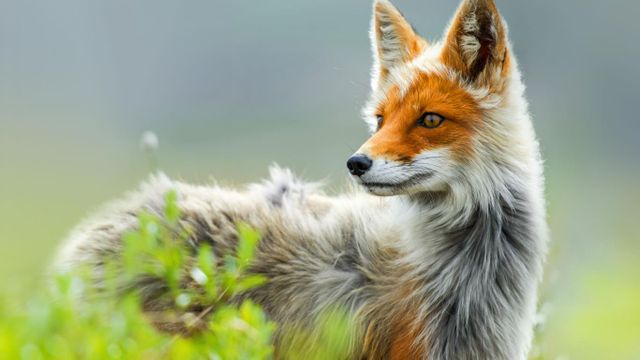 Red fox, Chukotka region, Russia