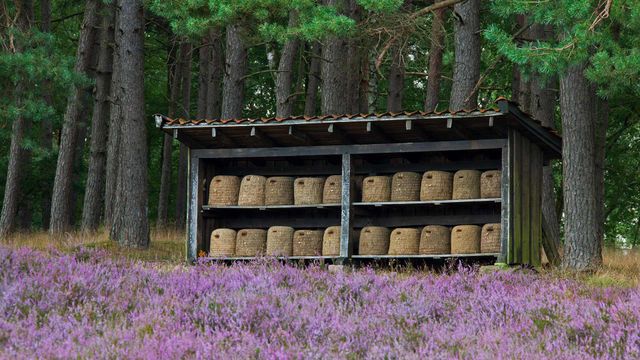 Bienenkörbe in einem Bienenstand, Lüneburger Heide, Niedersachsen, Deutschland 