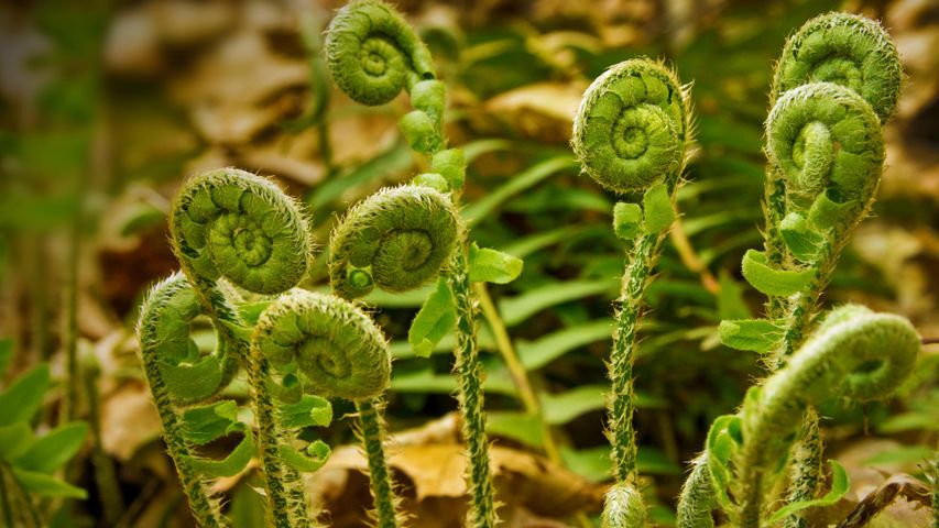 Fern fiddleheads at Valley Falls Park in Vernon, Connecticut 