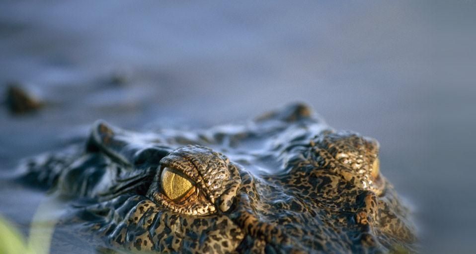 A half-submerged saltwater crocodile, Kakadu National Park, Northern Territory, Australia