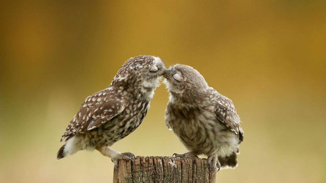 Burrowing owl chicks 