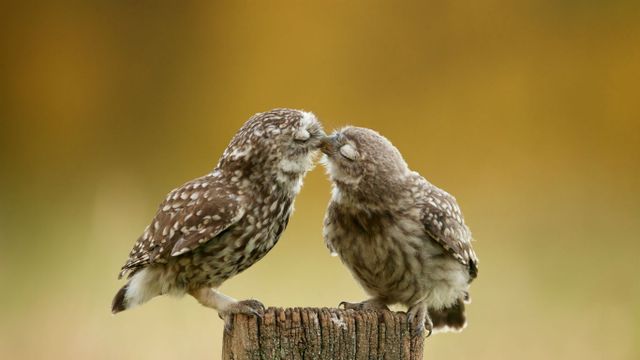 Poussins chevêches des terriers
