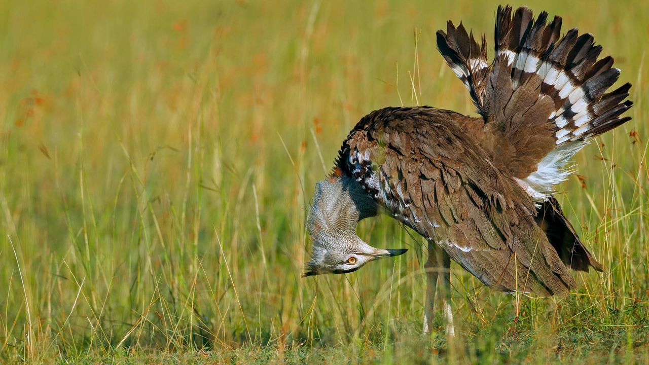 Male kori bustard, Maasai Mara National Reserve, Kenya 