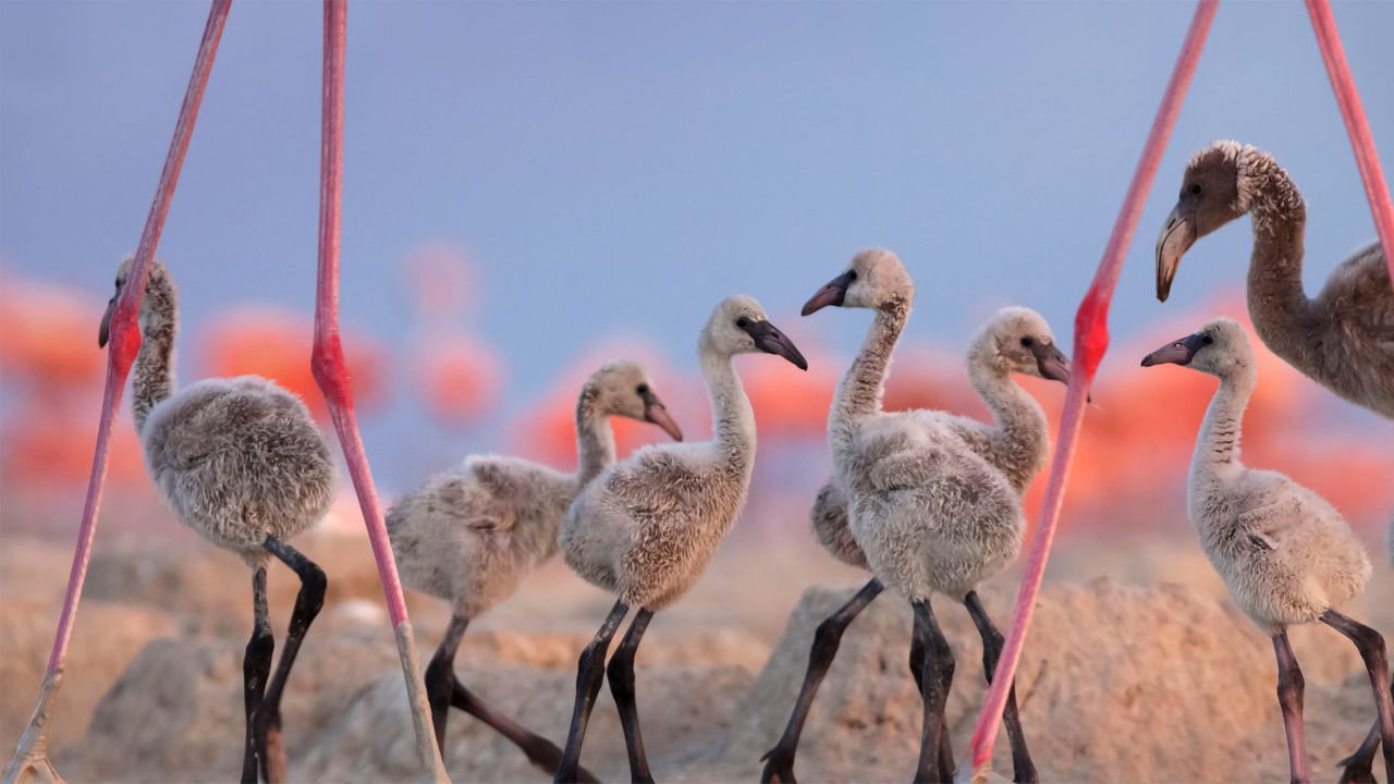 American flamingo chicks at the Ría Lagartos Biosphere Reserve, Yucatán Peninsula, Mexico 