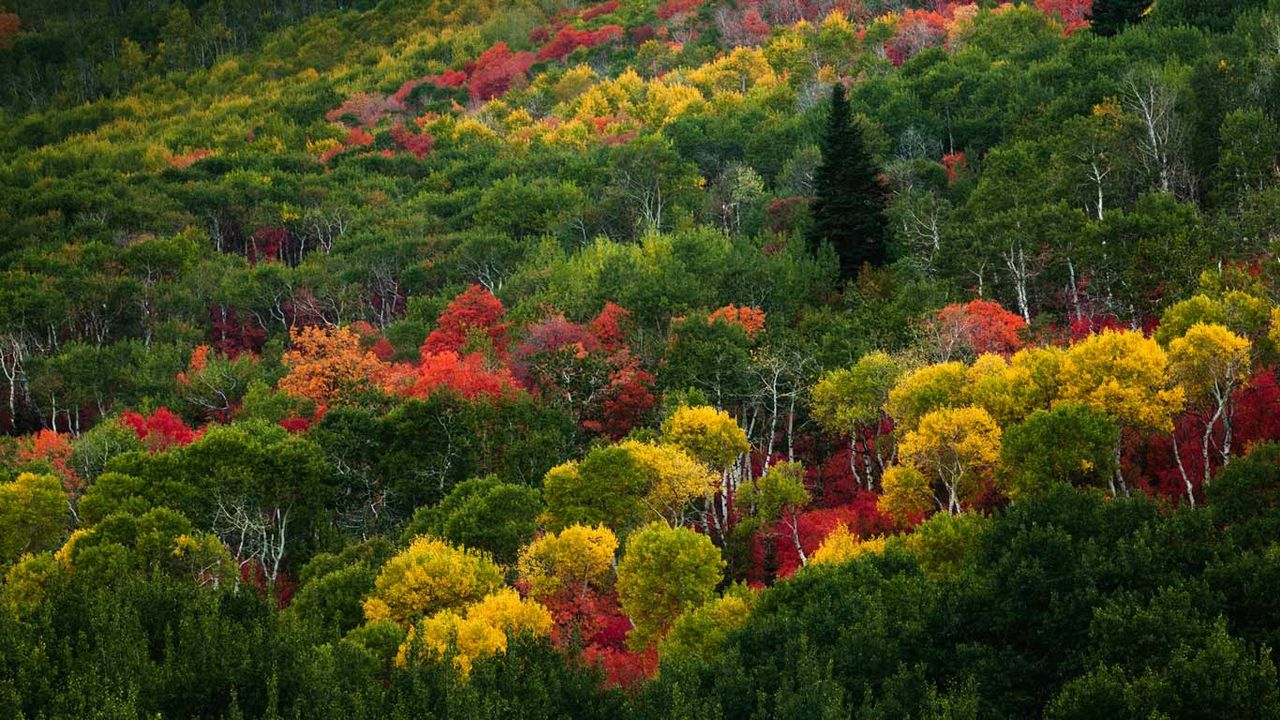 Fall colours on Pinecone Ridge near Park City, Utah