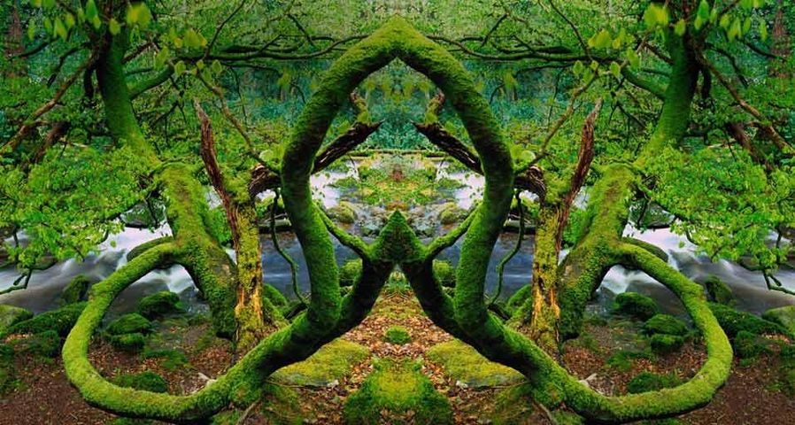 Mirror-image photo of the moss-covered trees in Killarney National Park, Ireland