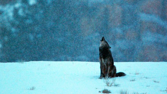 美国怀俄明州,黄石国家公园,灰狼在下雪的清晨仰天长啸
