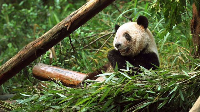 Panda eating a bamboo shoot, Chongqing Zoo, Chongqing, China