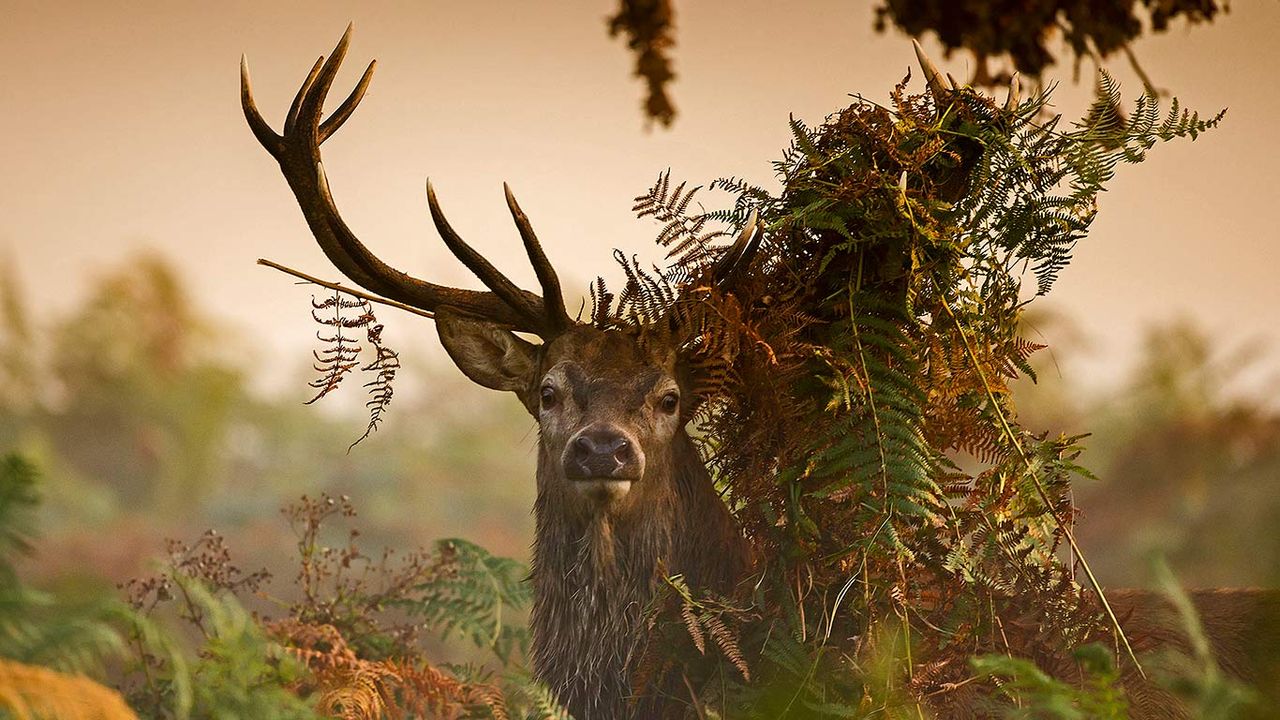 Rothirsch im Richmond Park, London, England
