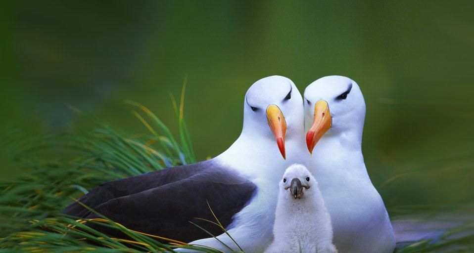 Black-browed albatross family on Steeple Jason Island, Falkland Islands (Islas Malvinas)