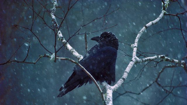 A common raven