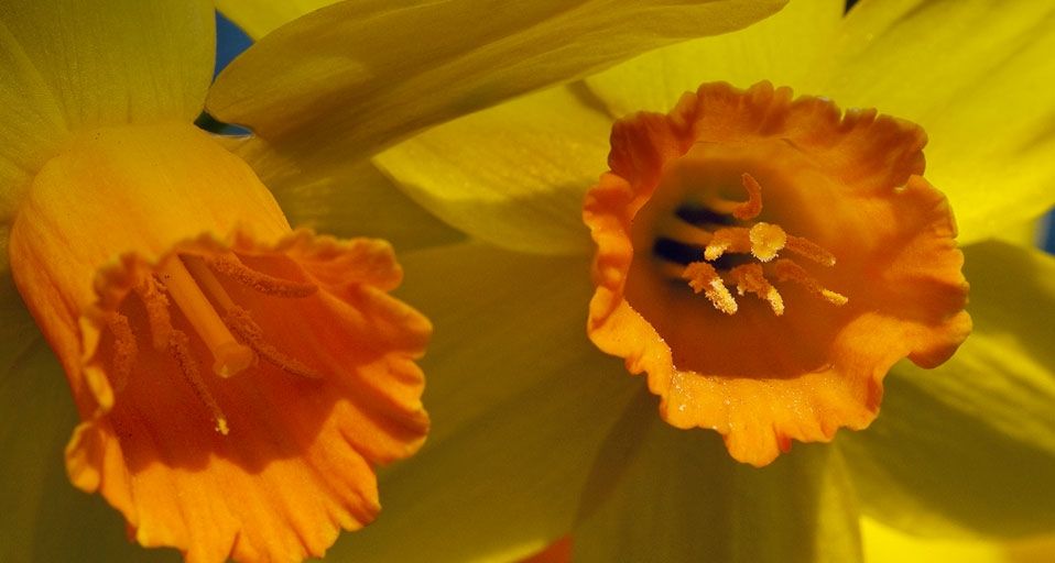Daffodil flowers