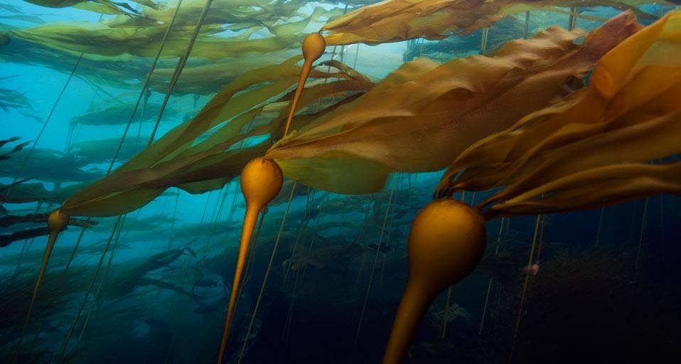 A bull kelp forest Hussar Point, Browning Pass, British Columbia, Canada