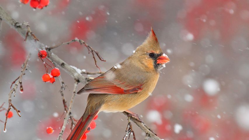 Un petit cardinal rouge femelle