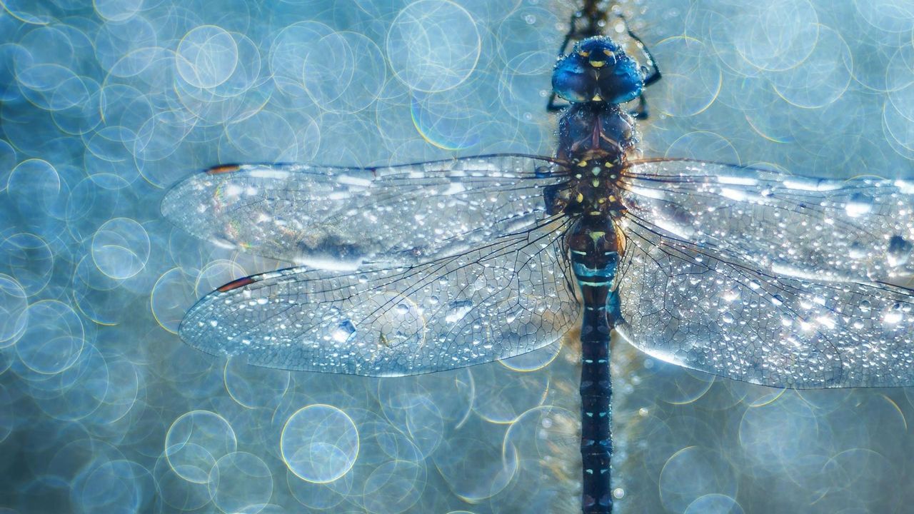 Macro photograph of a migrant hawker dragonfly 