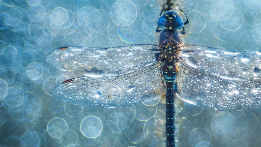 Macrophotograph of a migrant hawker dragonfly 