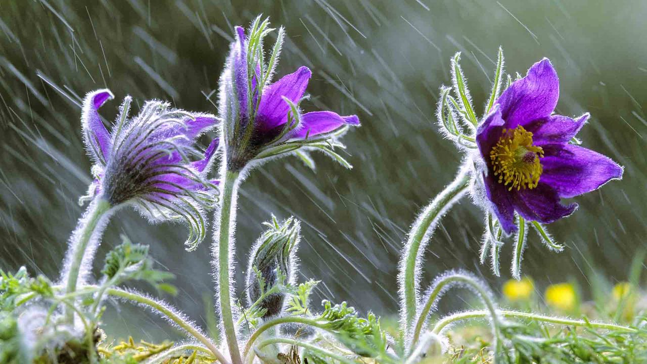 Anémone Pulsatille sous la pluie, Lorraine, France. 