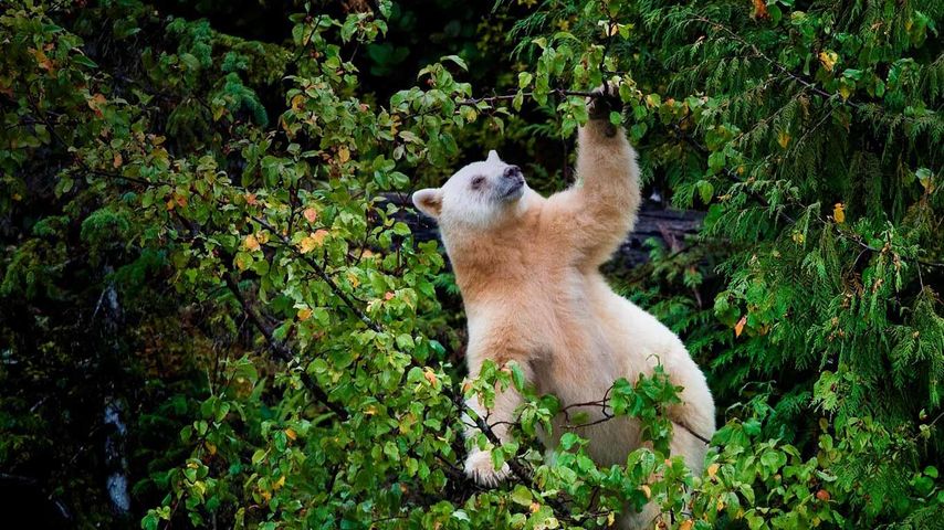 Kermode bear in Great Bear Rainforest (North and Central Coast), British Columbia, Canada