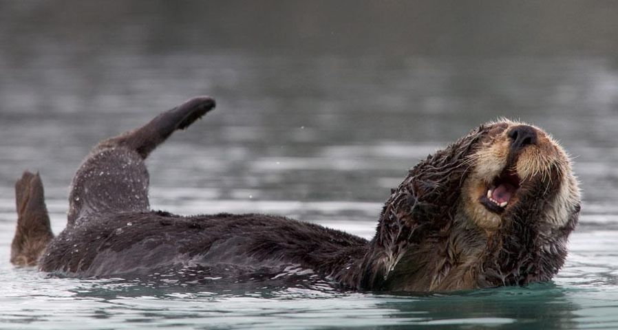 Ein Seeotter putzt sich im Prinz-William-Sund, Alaska