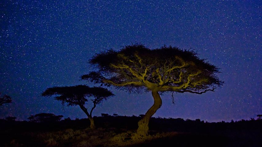 Acacias dans la réserve privée de Lewa Downs, Kenya