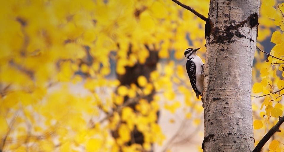Woodpecker searching for food in aspen tree