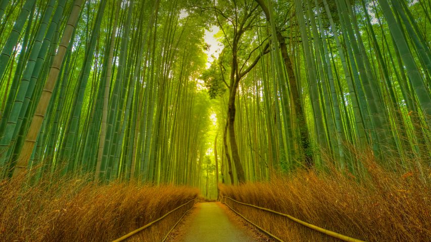 Footpath in the Arashiyama Bamboo Grove, Kyoto, Japan