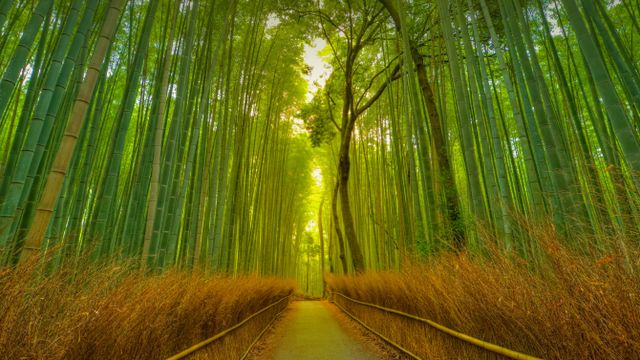 Arashiyama Bamboo Grove, Kyoto, Japan