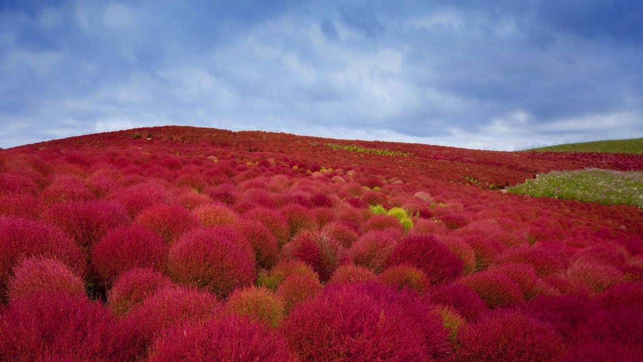 ｢コキアの紅葉｣茨城, 国営ひたち海浜公園