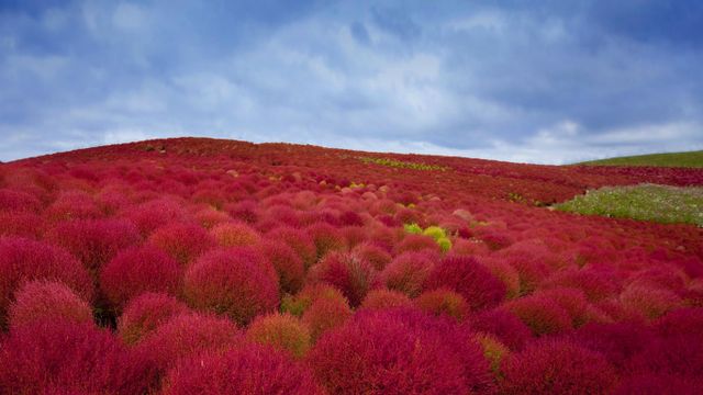 ｢コキアの紅葉｣茨城, 国営ひたち海浜公園