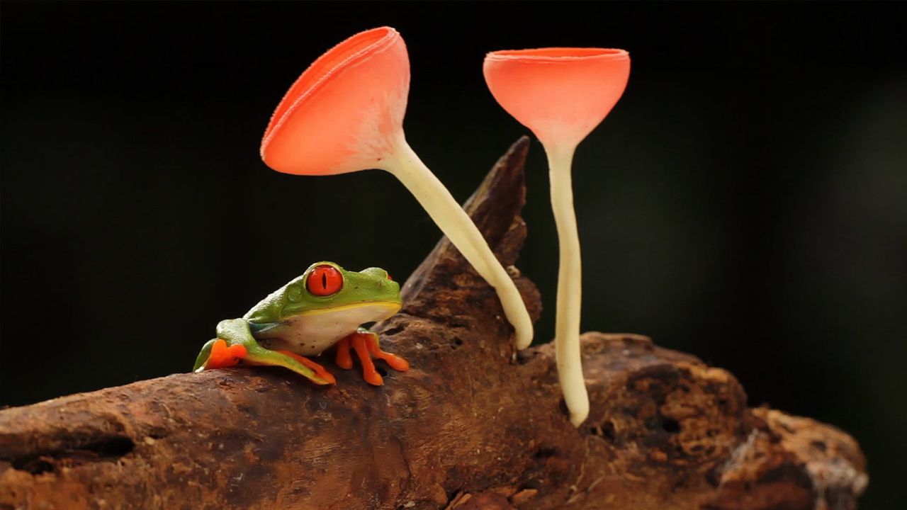 Red-eyed or gaudy leaf frog with mushrooms, in the rainforest of Selva Verde, Costa Rica
