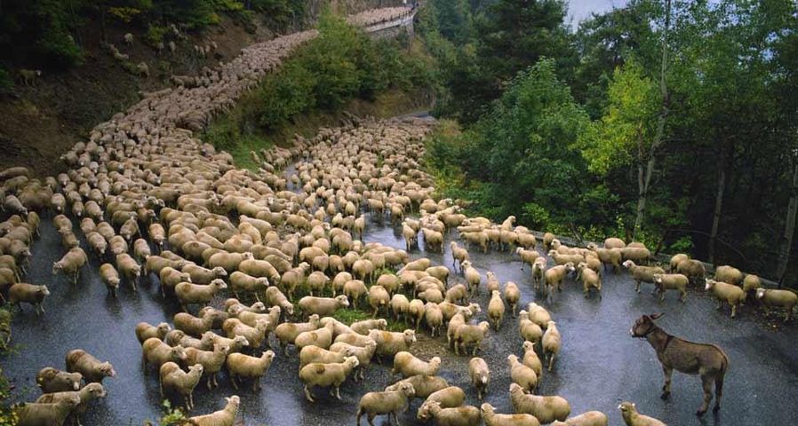 Âne au milieu d’un troupeau de moutons pendant la transhumance d’automne entre la Haute-Savoie et la Provence