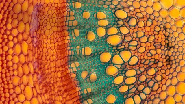 Elderberry stem cross section