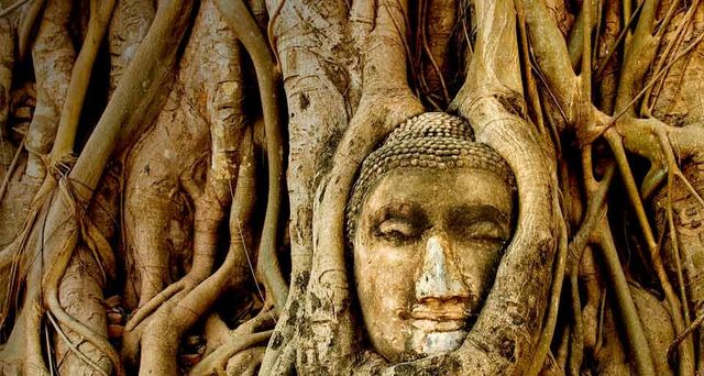A stone Buddha head sits entwined in the roots of a fig tree in the ancient ruins of Wat Mahatat, in Ayudya, Thailand