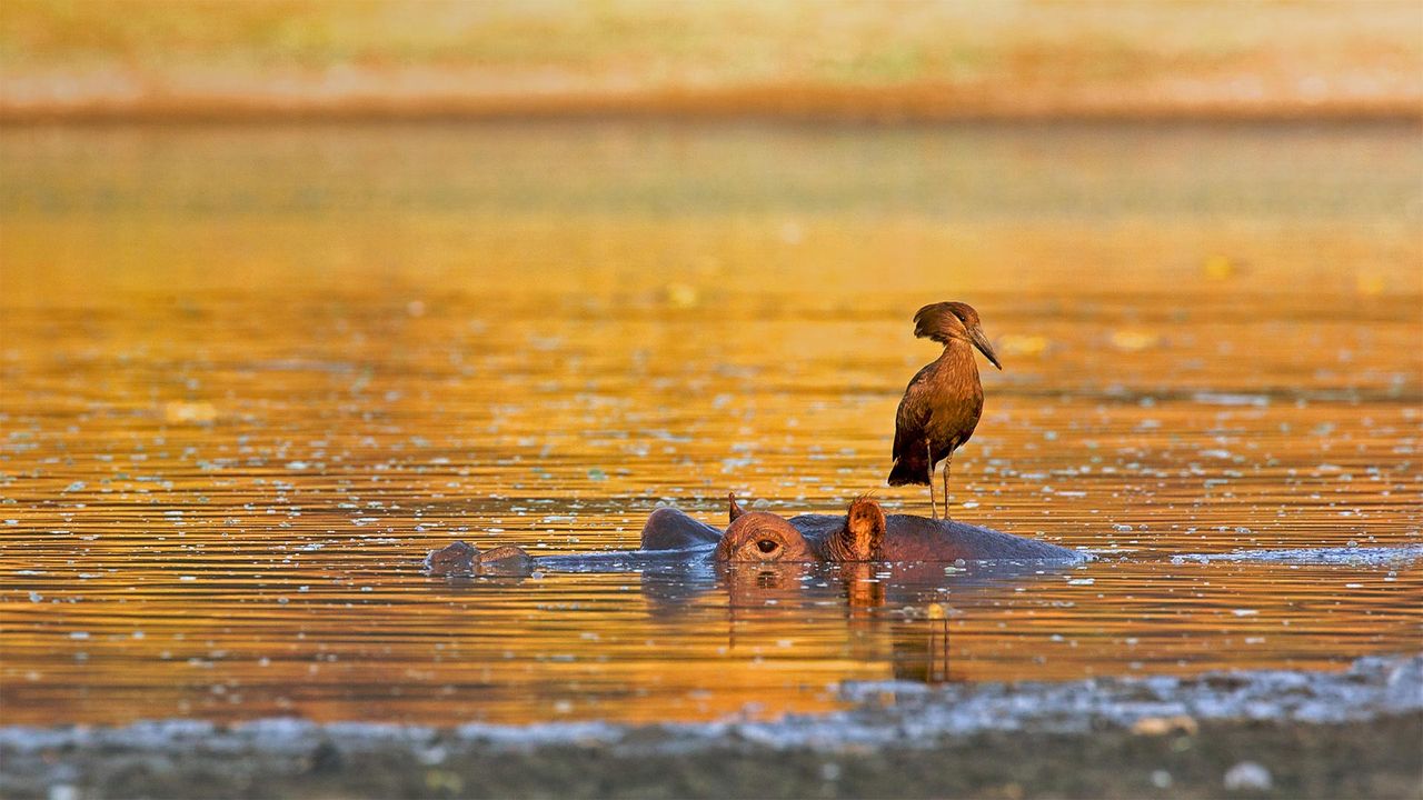 Hamerkop standing on a hippo, Mana Pools National Park, Zimbabwe