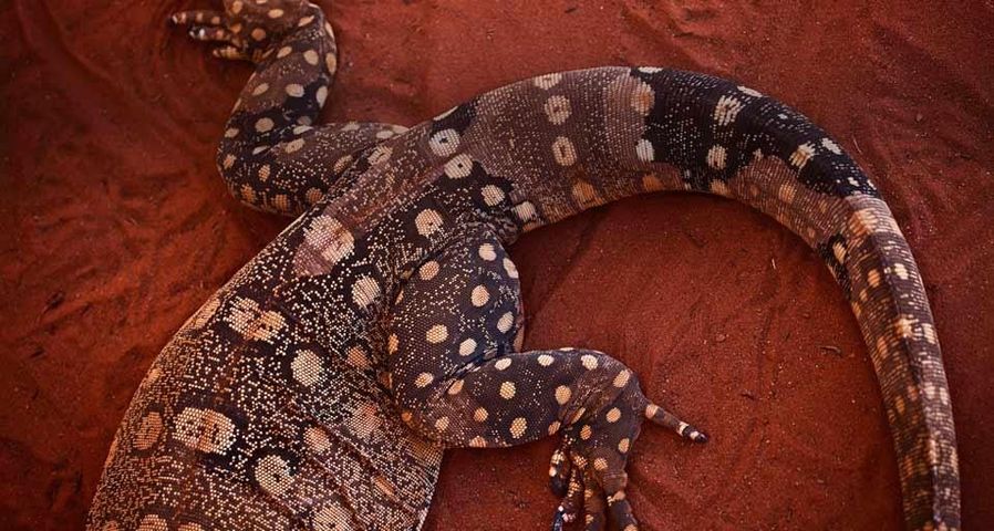 The tail of a perentie in Alice Springs, Northern Territory, Australia