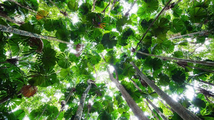 Palm canopy in the Daintree National Park, Queensland, Australia