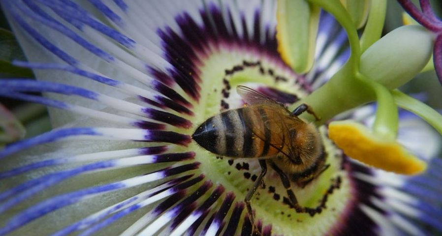 Bee gathering nectar from a passion fruit flower in Long Beach, CA