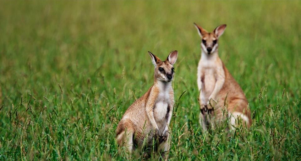 A pair of wallabies in Australia