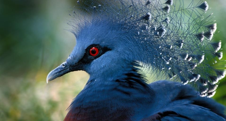Western Crowned Pigeon